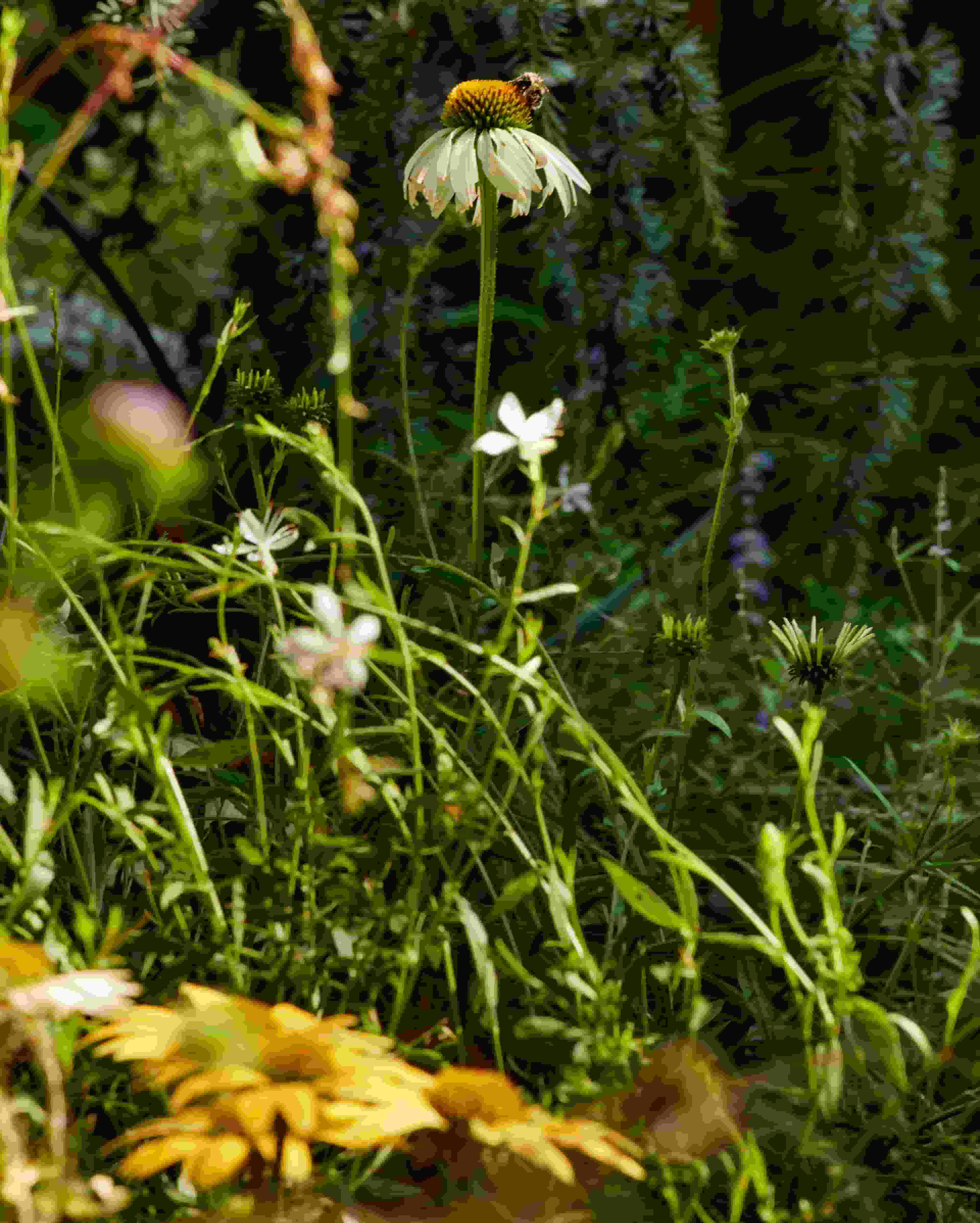 Landscape design of backyard garden by Nishiel Patel in Brooklyn