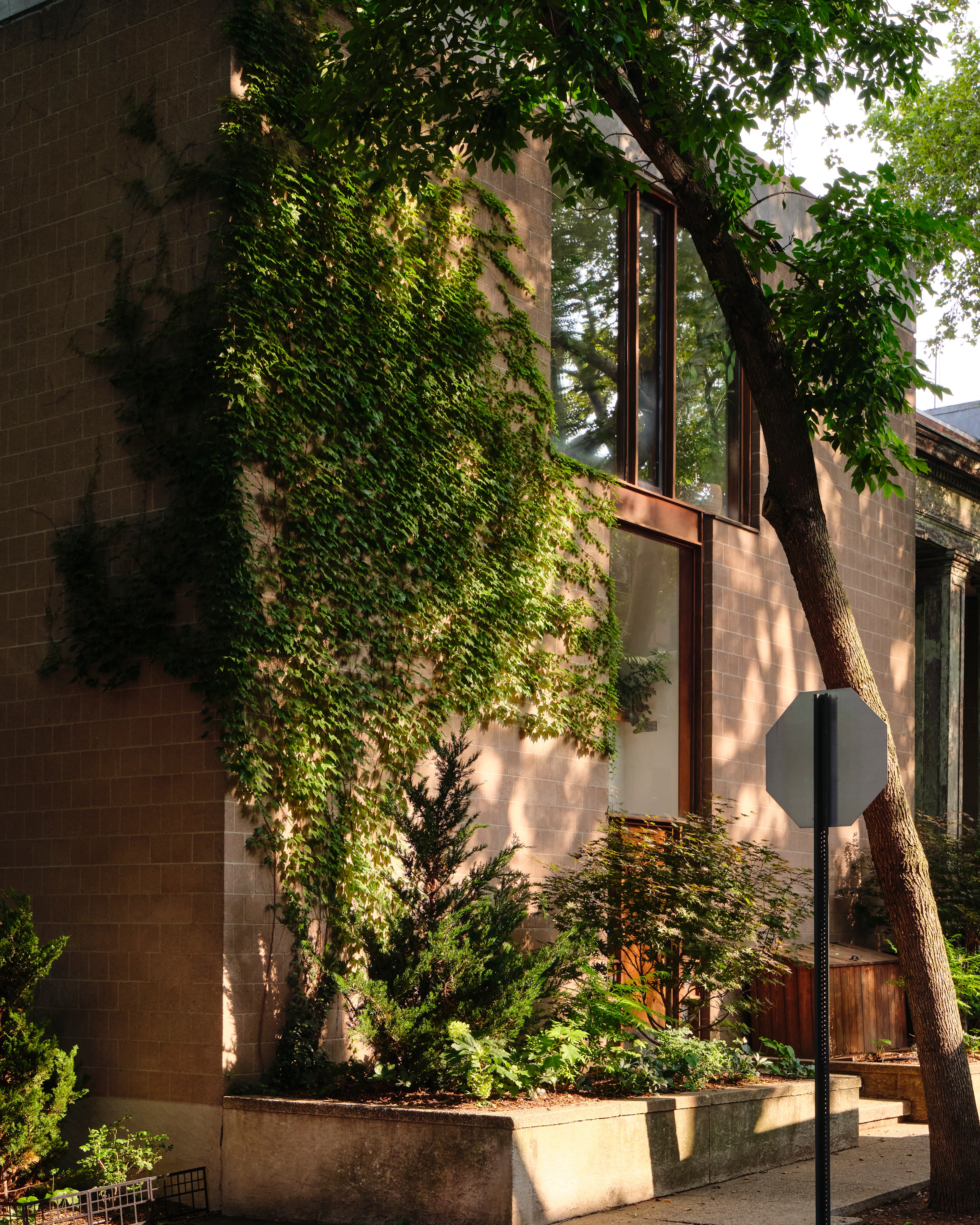 Concrete-block facade of the Merz House draped in Boston ivy above a Hollywood juniper, designed by architects Joseph and Mary Merz in the late modernist era in Brooklyn Heights