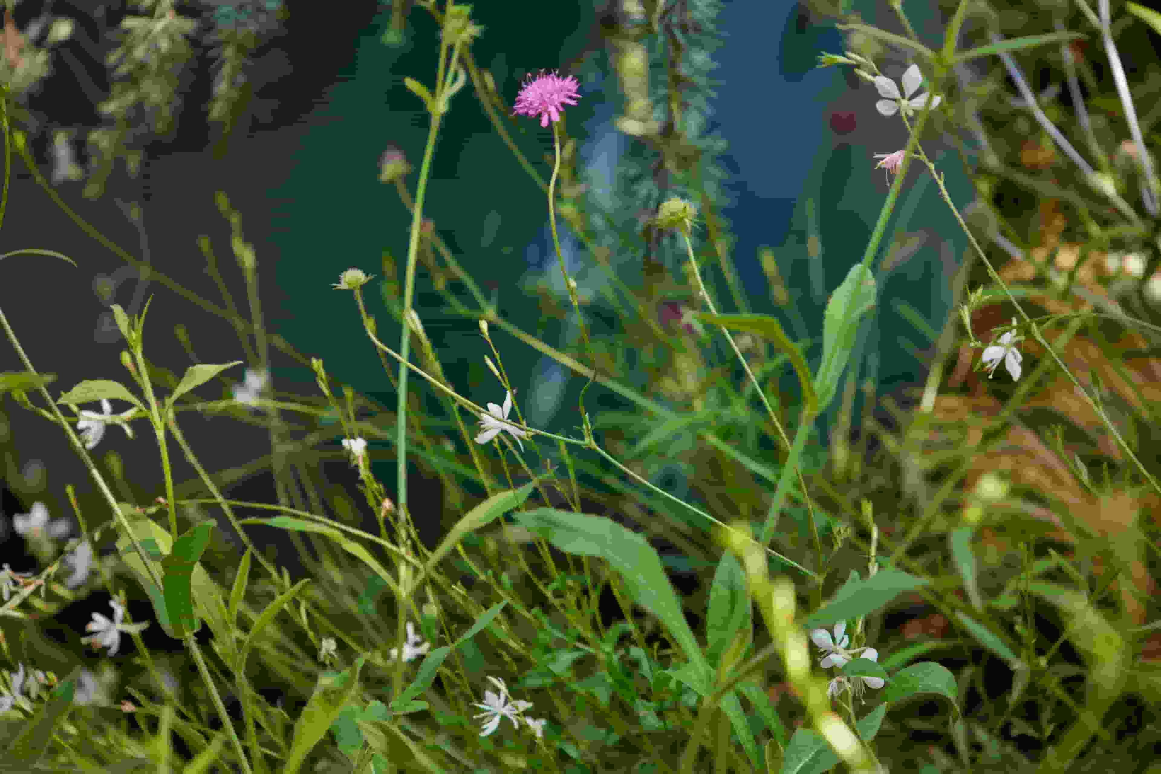 Landscape design of backyard garden by Nishiel Patel in Brooklyn