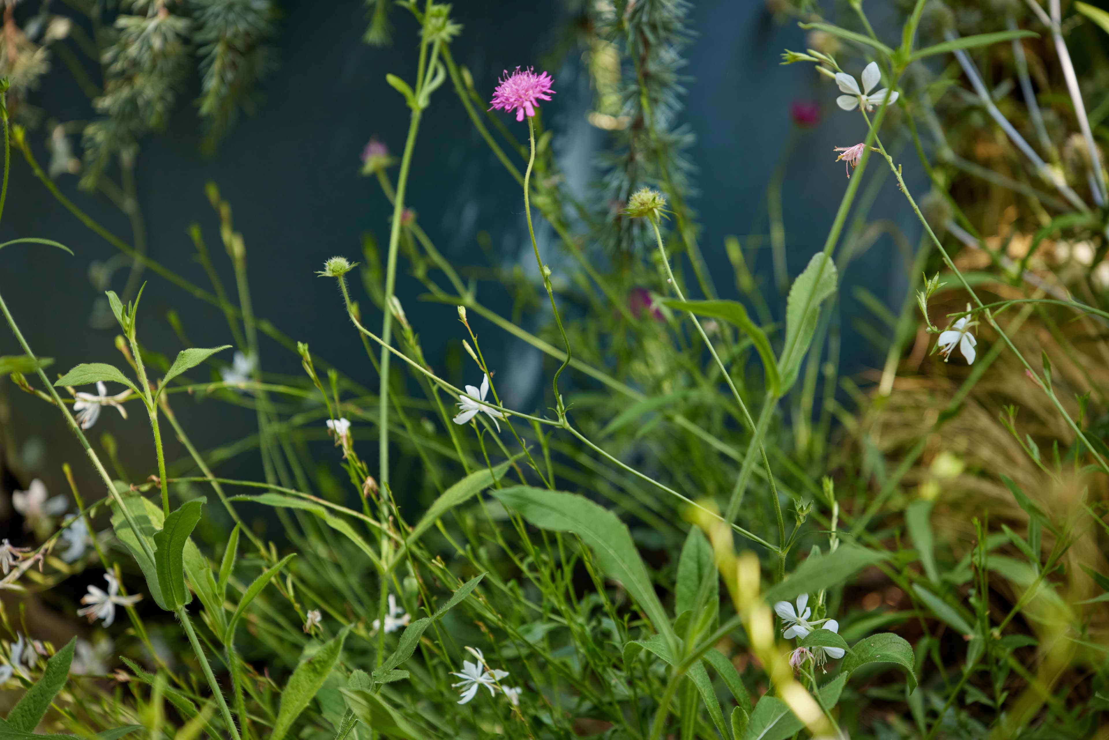 Delicate pink scabiosa and white gaura on wiry stems against a dark blue planter