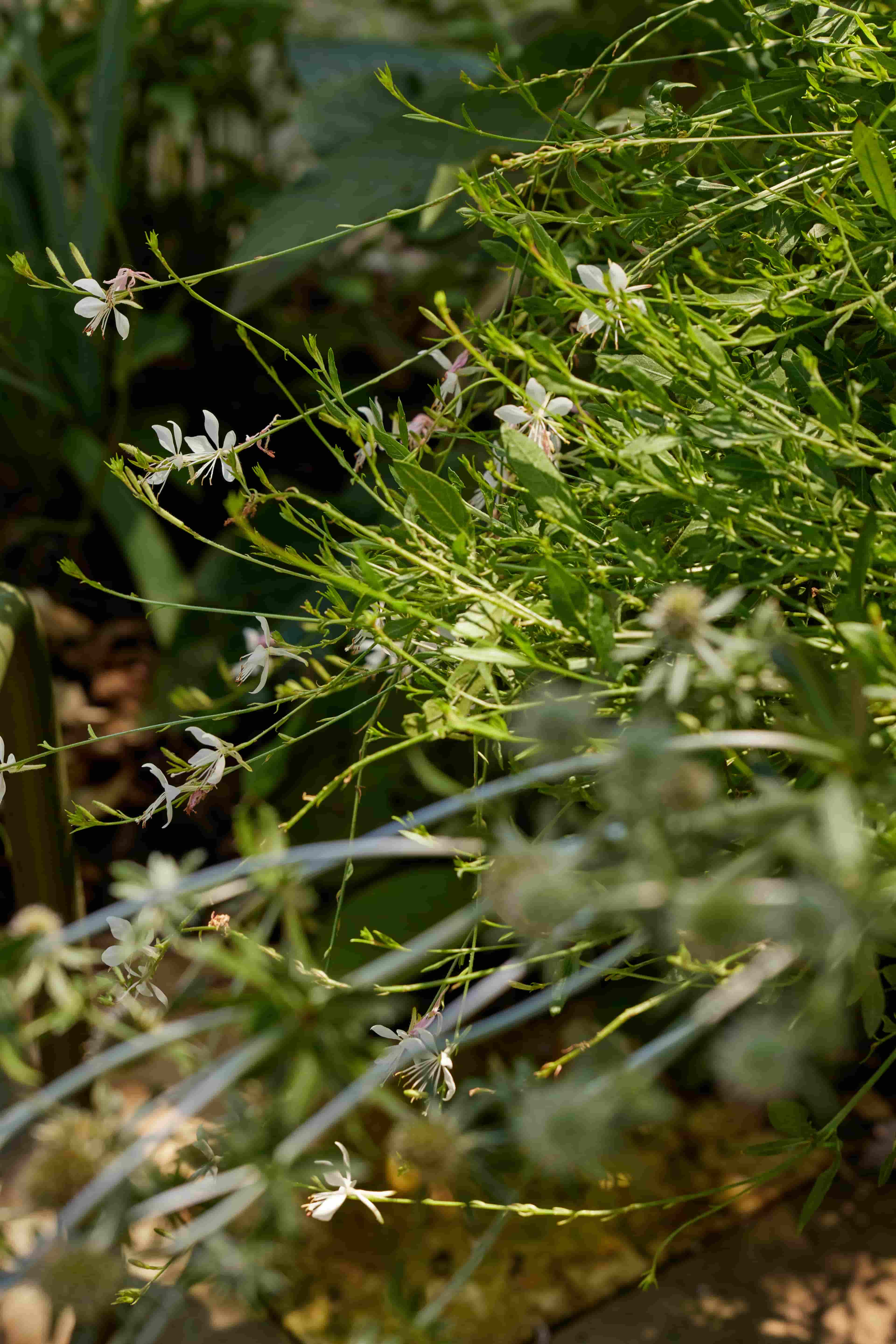Landscape design of backyard garden by Nishiel Patel in Brooklyn