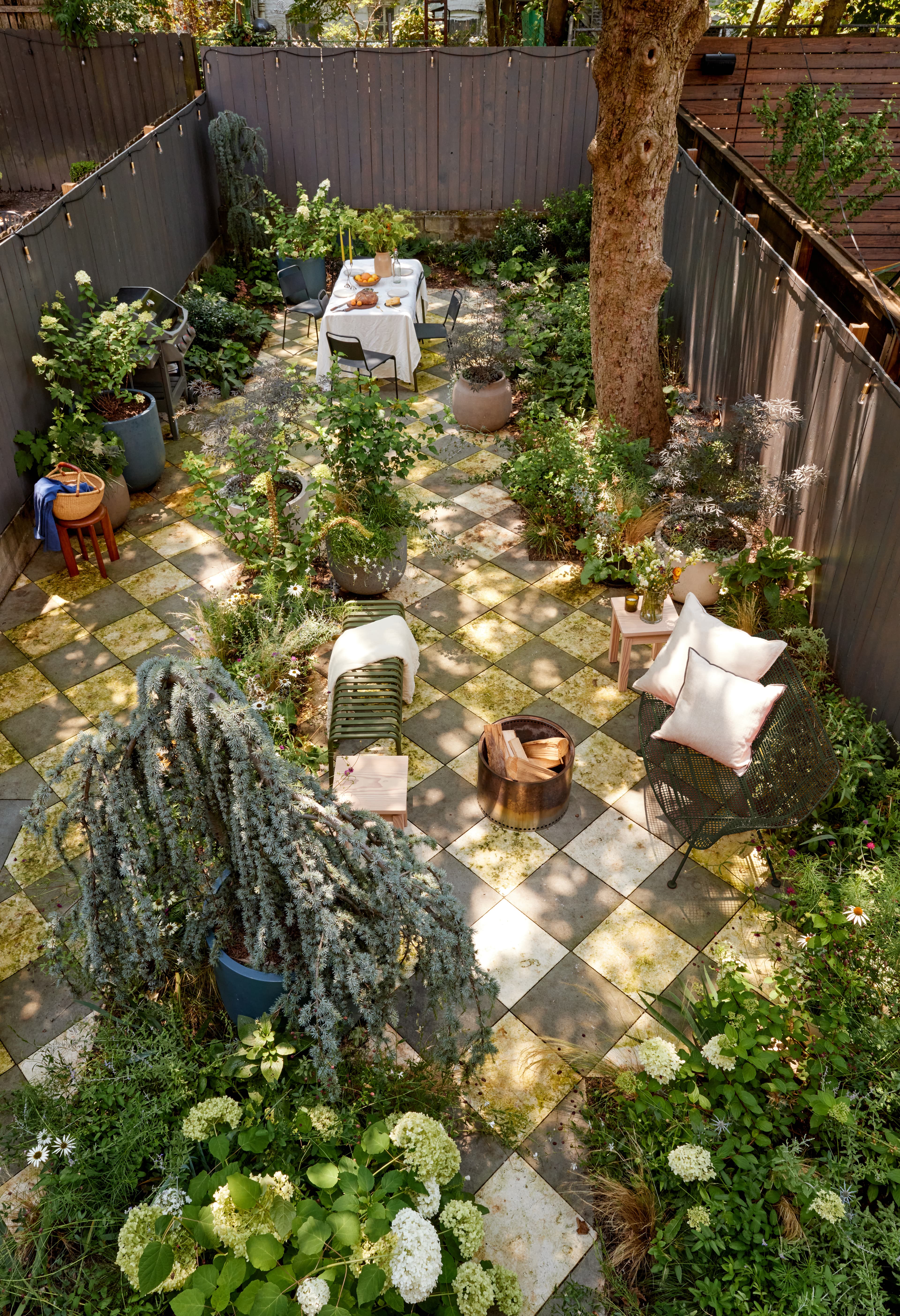 Checkerboard bluestone paving juxtaposed with a weeping blue cedar in a Brooklyn brownstone backyard