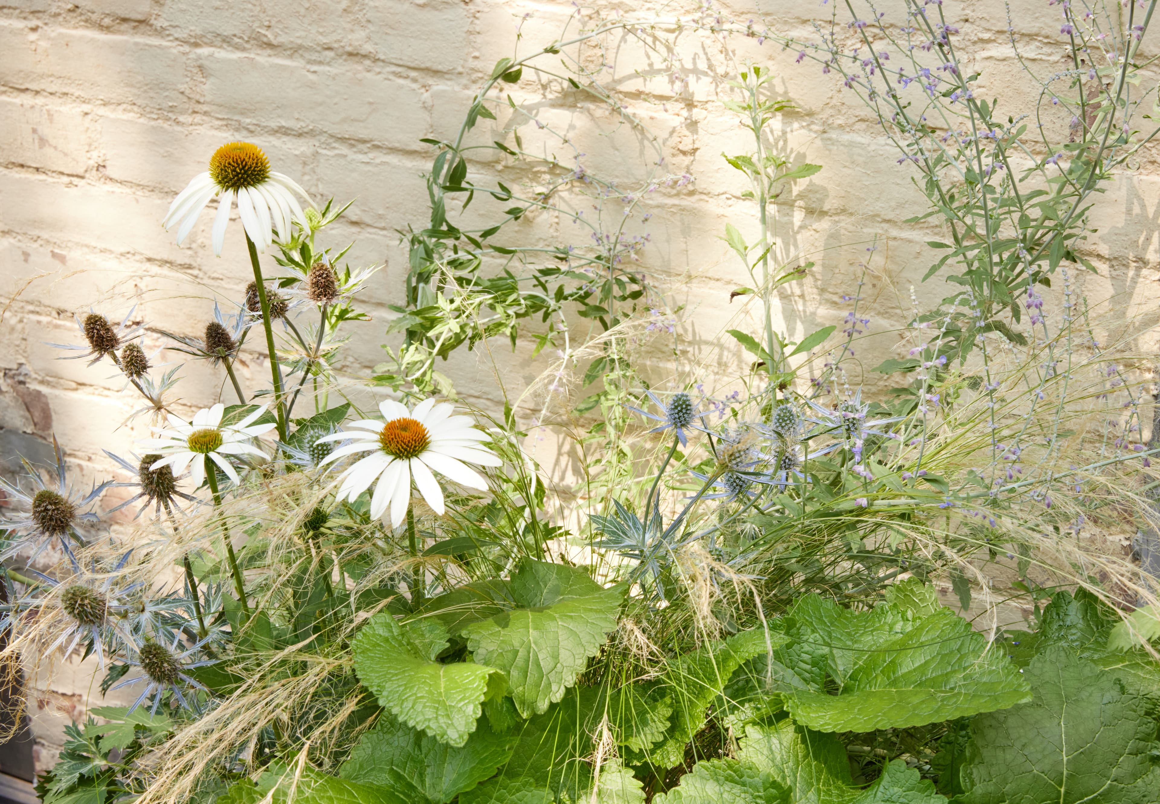 Spring flowering annuals blossoming against a painted brick backdrop