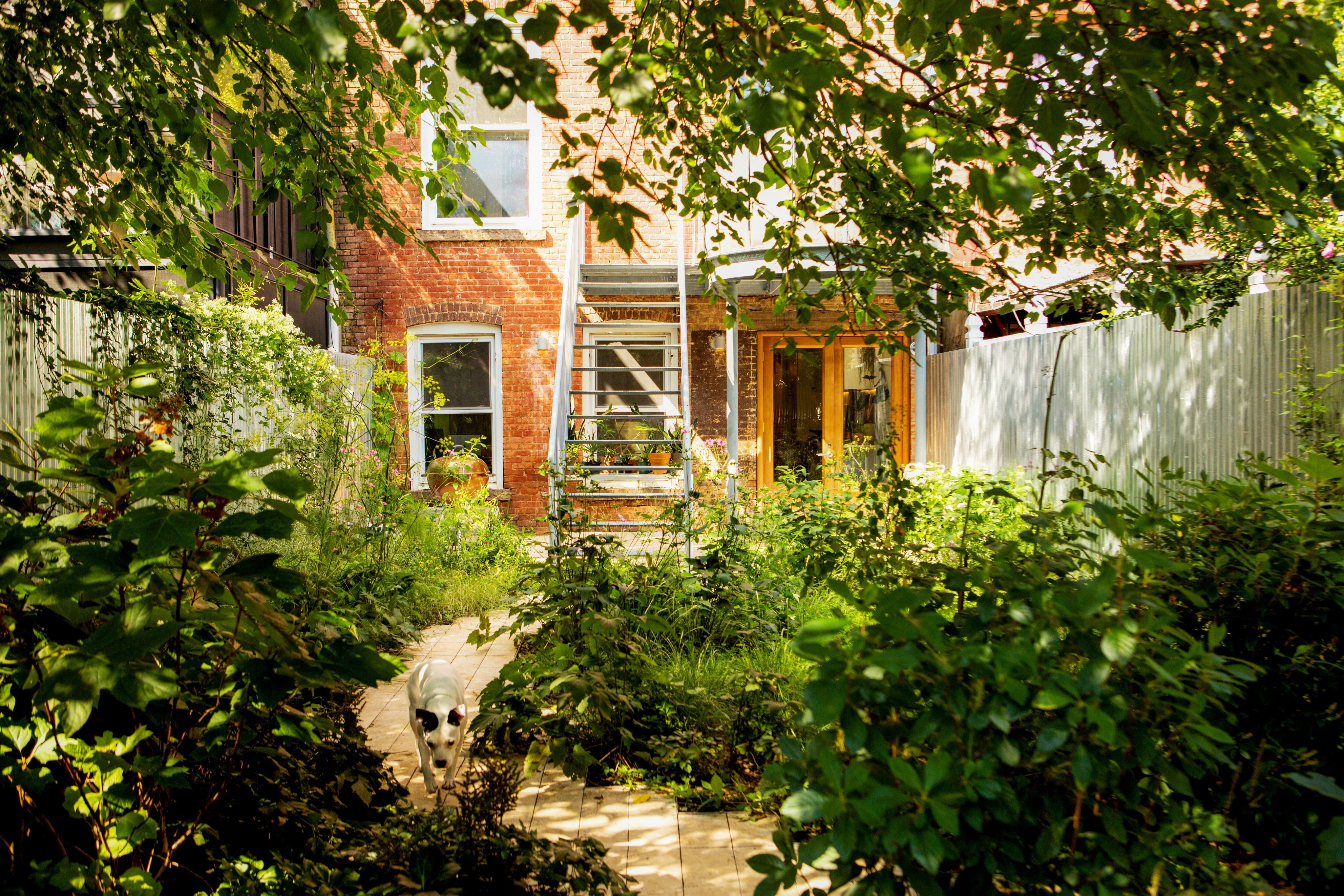 Rear brick facade of a Bedford Stuyvesant brownstone with a reflective perforated metal stair rising above a frothy, endless garden and a white dog on the limestone path