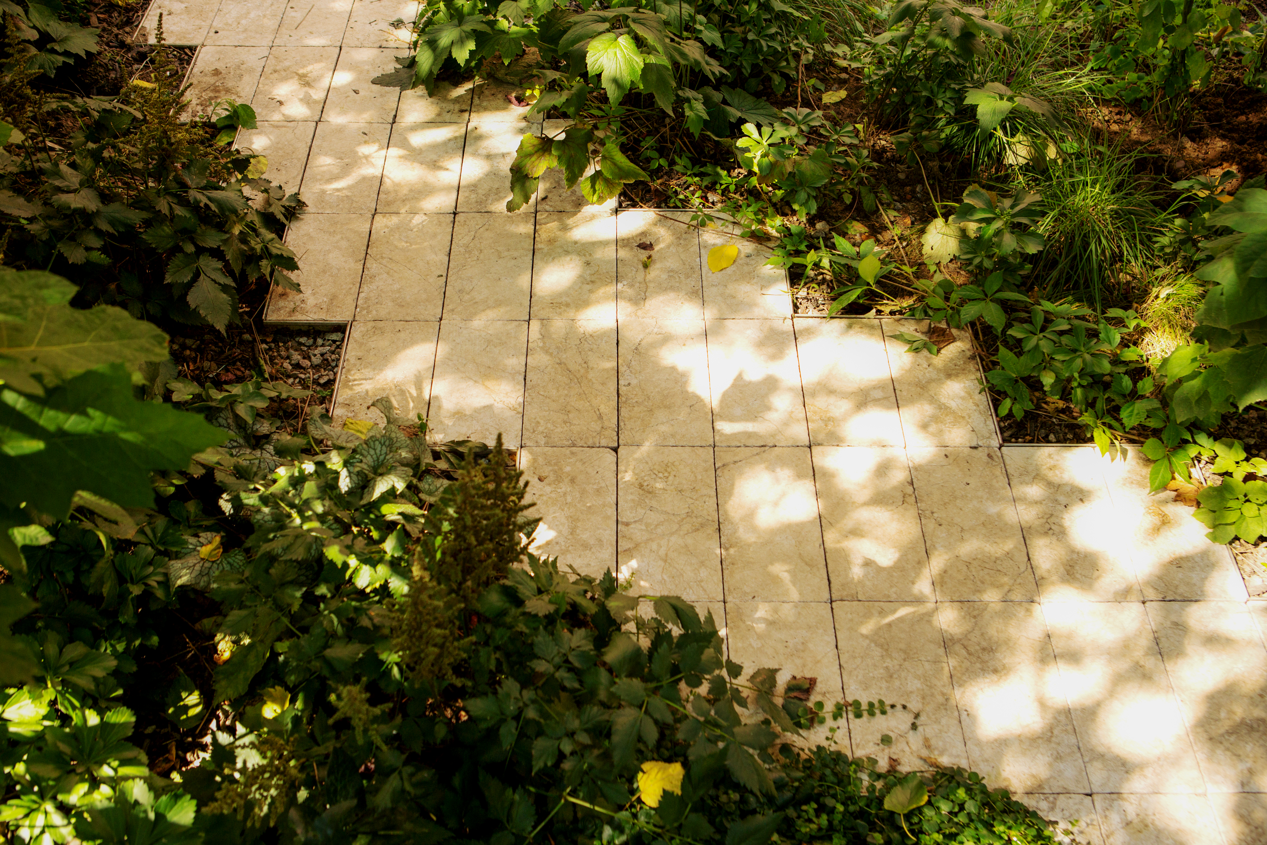 Dappled light falling across serrated-edge limestone pavers softened by encroaching bugloss and shade-tolerant sedges